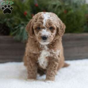 Cannon, Mini Labradoodle Puppy